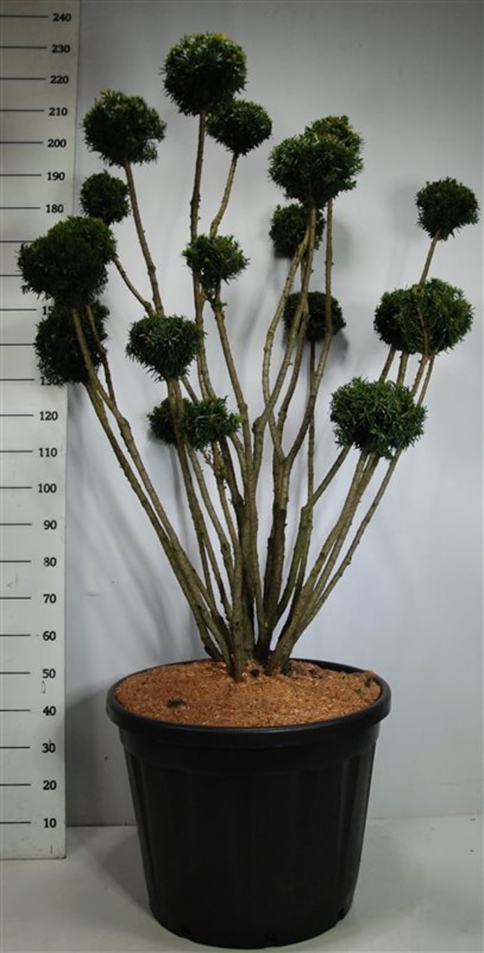 Taxus media 'Hillii' - 125-150 CM Bonsai Cont.